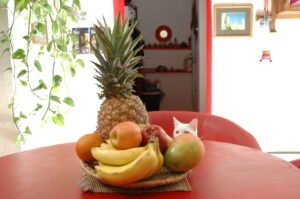 a white cat with fruits