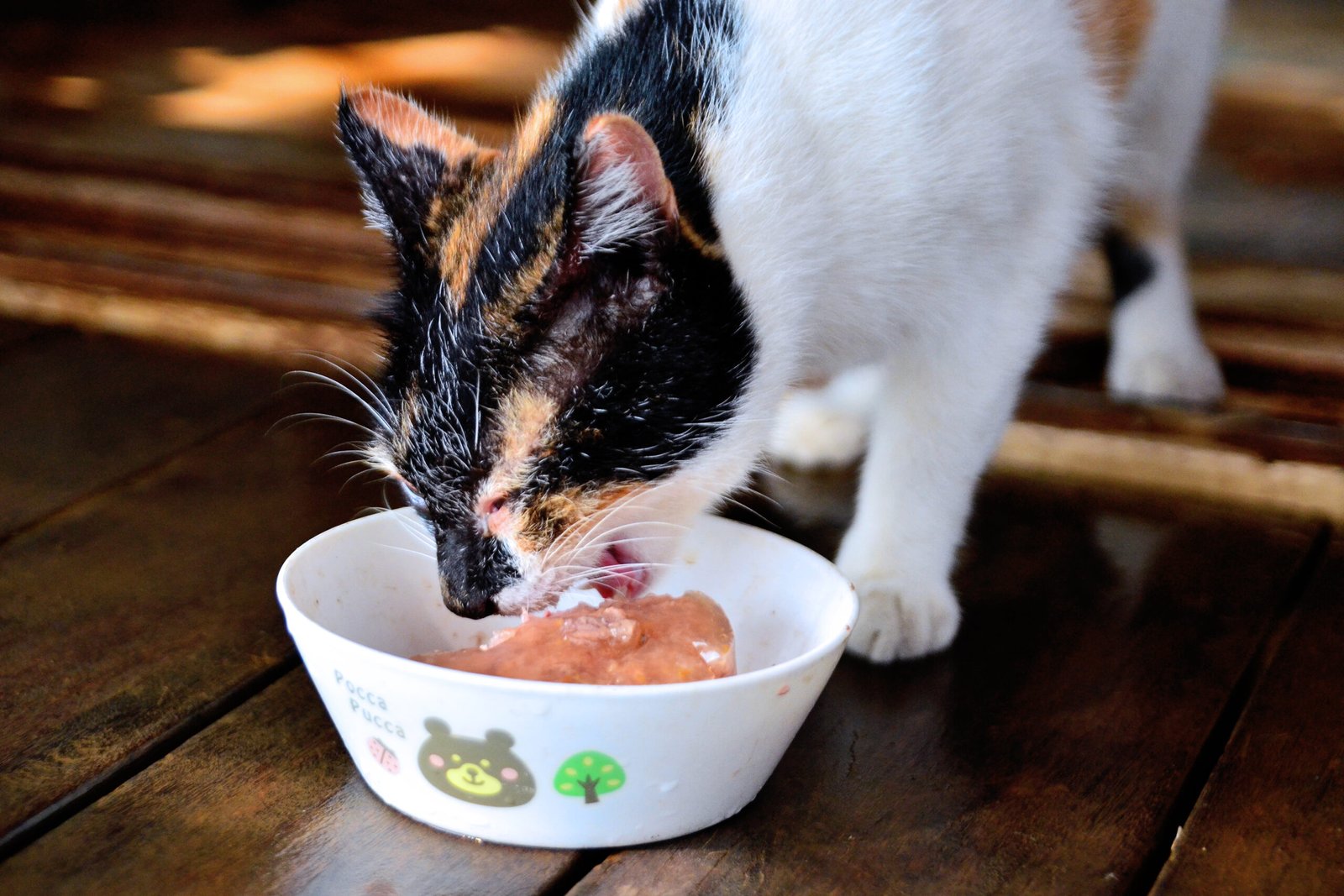 A cat enjoying a small portion of tuna