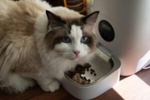 a cat eating a small amounts of dry cat food